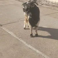 تیشتر نر گله داری خوب