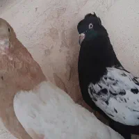 کبوتر جفت صرب . سینه ای . طوقی|پرنده|اصفهان, پروین|دیوار