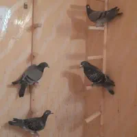 یک جفت پلاکی بادوتانربادوتاجنگ جمعا۶عدد