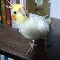 عروس هلندی گمشده محدوده دکترحسابی مژدگانی ۱۰میلیون