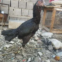 فروش مرغ نجات دار و زات خوب