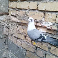 کبوتر کفتر مخمل سبز*فیروزآباد فارس *|پرنده|شیراز, حومه شیراز|دیوار