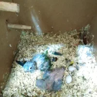 گرینچک سرلاکی تازه دونخور|پرنده|اقبالیه, |دیوار