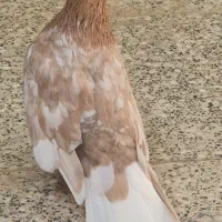 زرد دم سفید|پرنده|اردکان, |دیوار