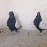 جفت سینه سیاه|پرنده|کرمان, |دیوار