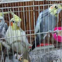 4 عدد عروس هلندی نژادهای لوتینو و ابلق و سیامون|پرنده|مشهد, ادیب نیشابوری (شهرک غرب)|دیوار