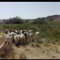 فروش گله 60 راس گوسفند جوان برای داشتی
