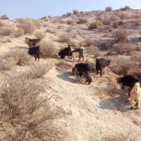 بیگ‌.کهره‌نروماده‌میش‌زاییده|حیوانات مزرعه|ایذه, |دیوار