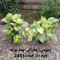 سانسوریا|گل و گیاه طبیعی|رشت, کوی طالقانی|دیوار