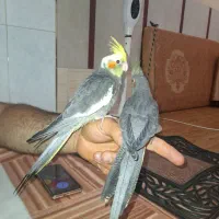 عروس هلندی|پرنده|قم, حاج زینل|دیوار