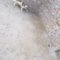 سگ پاکوتاه بازی گوش|سگ|زاهدان, |دیوار