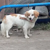 سگ هاسکی و پاکوتاه