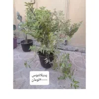 گل و گیاه طبیعی|گل و گیاه طبیعی|خوی, |دیوار