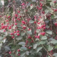 البالو تازه بالای درخت
