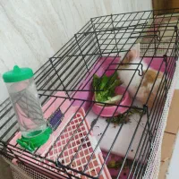 خرگوش همراه قفس