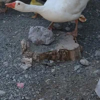 یک عدد غازماده سرحال سالی دوباره جوجه میاره