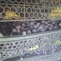 انگور گور چشم سردشت