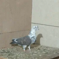 کبوتر ماده|پرنده|تهران, کوی بیمه|دیوار