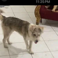 واگذاری رایگان