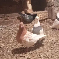 پرنده رنگی و پلاکی|پرنده|گتوند, |دیوار