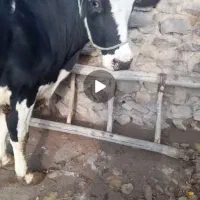 گاو هلشتاین