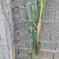 کاکتوس فروشی