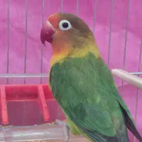 طوطی برزیلی فیشر