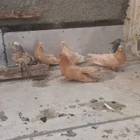 سرور زرد