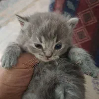 بچه گربه بریتیش سیلور|گربه|کرج, حصارک بالا|دیوار