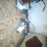 کبوتر|پرنده|فارسان, |دیوار