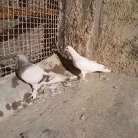 کبوتر ماده بهبهانی