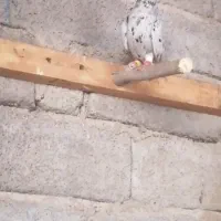 ماده کوهیسیاه دم سفید