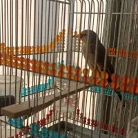 سه عدد سهره|پرنده|شیراز, سیاه سنگ|دیوار