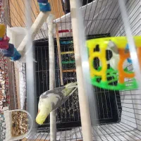 عروس هلندی نر و بسیار سر حال|پرنده|دماوند, گیلاوند|دیوار