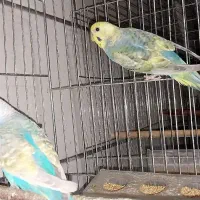 مرغ عشق رنگین کمانی با جوجه|پرنده|کرمان, |دیوار