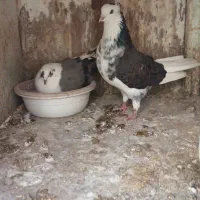 چند جفت کبوتر|پرنده|فردیس, داوری|دیوار