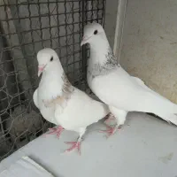 کبوتر طوقی ودمسفید|پرنده|قرچک, داوود آباد|دیوار