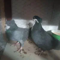 کفتر های جفت