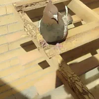 کفتر|پرنده|راور, |دیوار