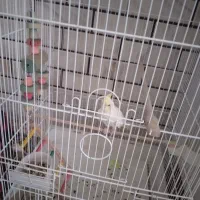 عروس هلندی لوتینو|پرنده|شوش, |دیوار