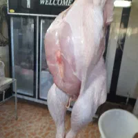 کالابرگ مرغ ماهی،بوقلمون۳۱۰،گوشت منجمد|خوردنی و آشامیدنی|ساوه, |دیوار