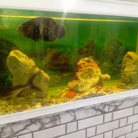 آکواریوم شرکتی 115*60*۴۰