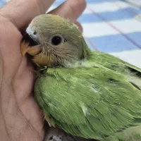 جوجه سرلاکی طوطی کوتوله برزیلی