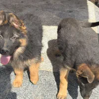 توله ژرمن دوماهه|سگ|چهارباغ, |دیوار