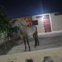 فروش دو راس اسب