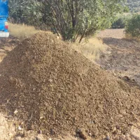 کود گوسفندی کهنه