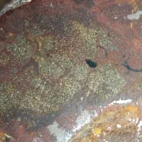 سنگ مشکوک به شهاب سنگ|کلکسیون اشیاء عتیقه|رامسر, |دیوار