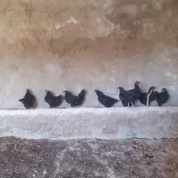 مرغ محلی سیاه
