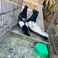 سینه|پرنده|بم, |دیوار