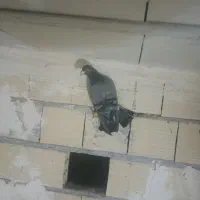 هفرنگ نر|پرنده|تاکستان, |دیوار